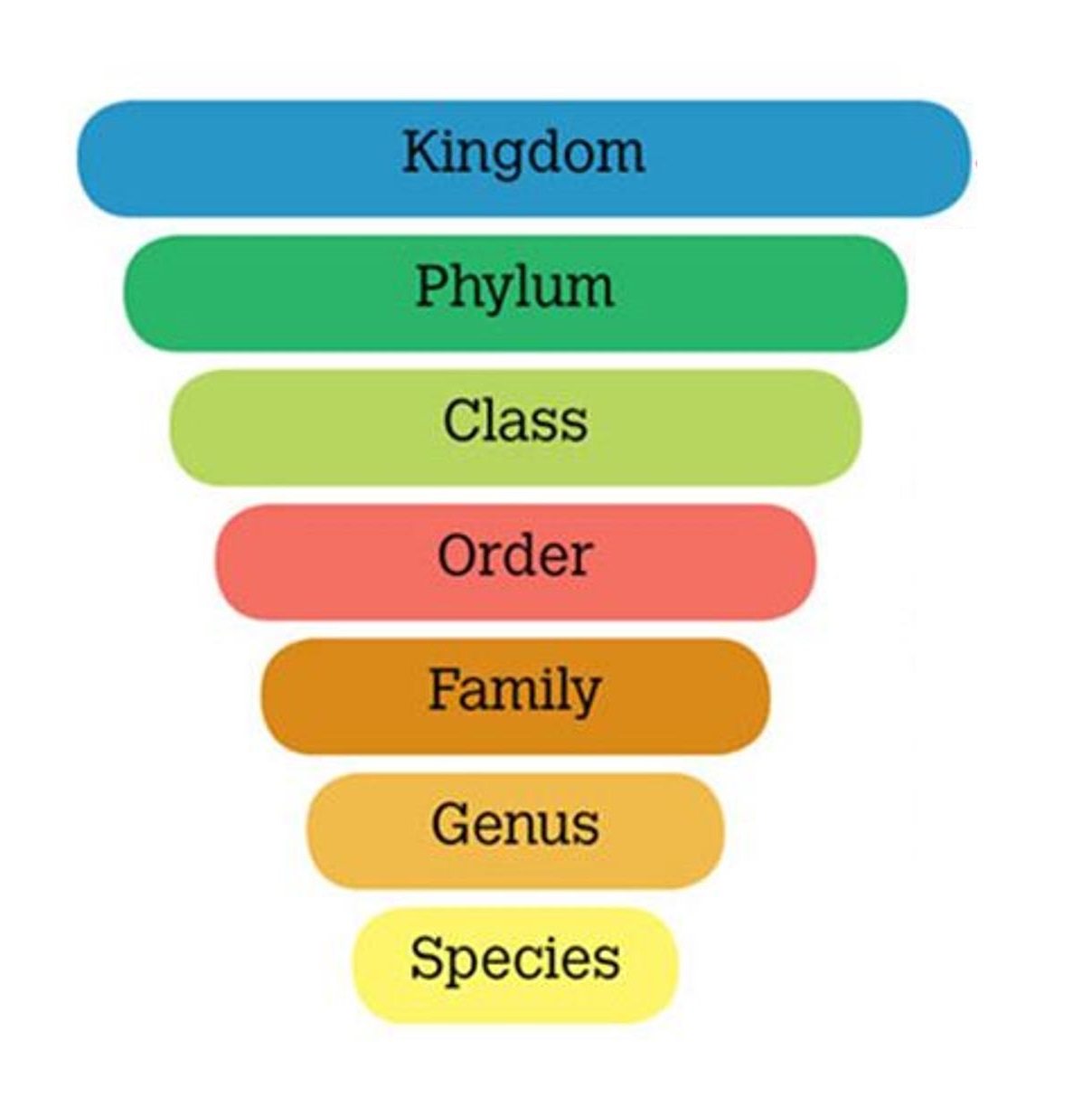 Taxonomic Categories